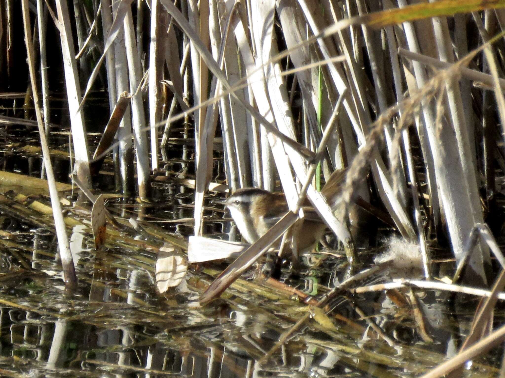 Image of Moustached Warbler