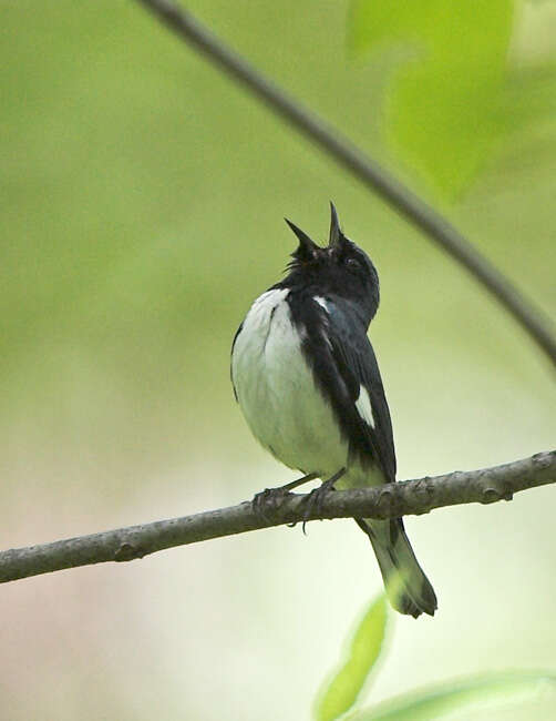 Imagem de Setophaga caerulescens (Gmelin & JF 1789)