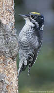 Image of American Three-toed Woodpecker