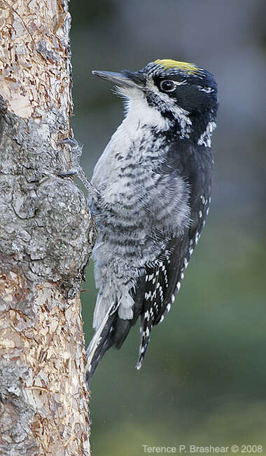 Image of American Three-toed Woodpecker