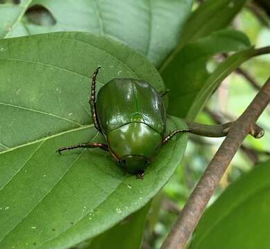 Image of Anomala cupripes (Hope 1839)