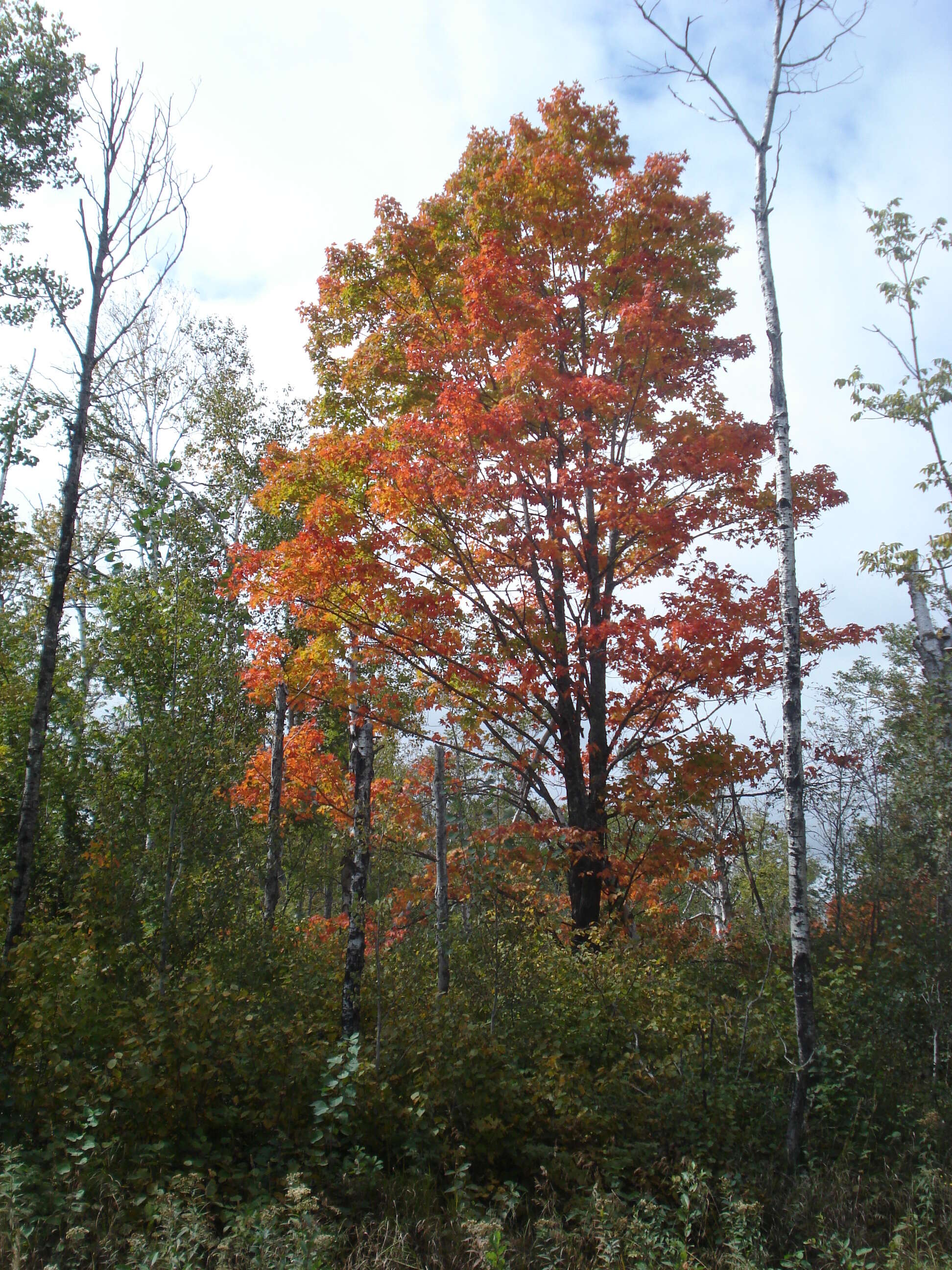 Image of sugar maple