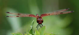 Слика од Celithemis elisa (Hagen 1861)