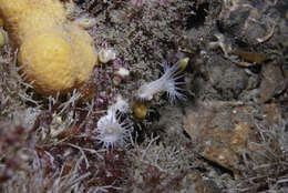 Image of white cluster anemone