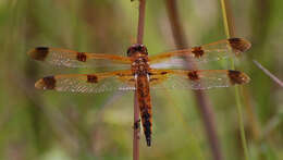 Image of Painted Skimmer