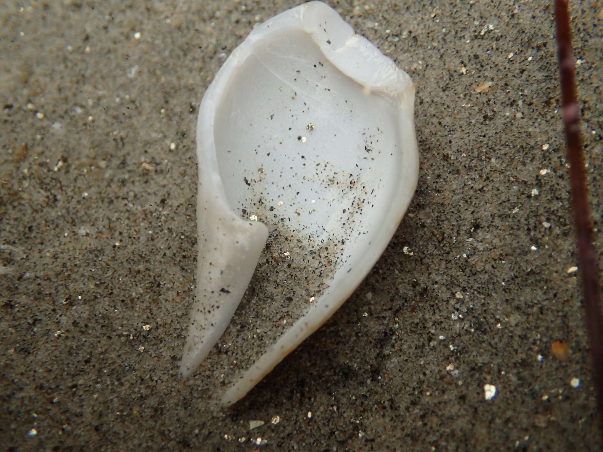 Image of Megasurcula T. L. Casey 1904