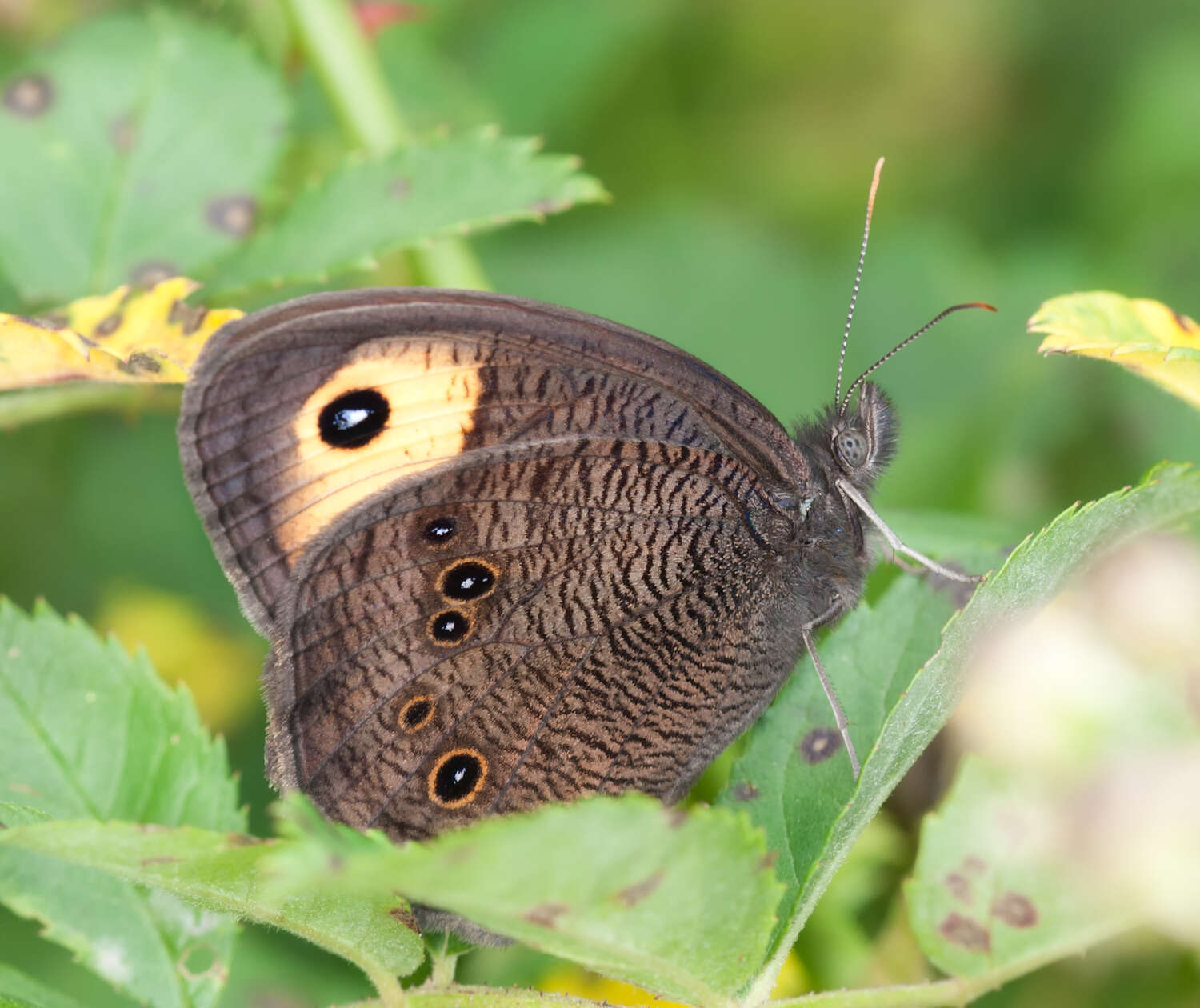 Image of Common Wood Nymph