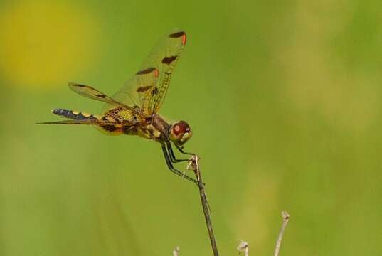 Слика од Celithemis elisa (Hagen 1861)