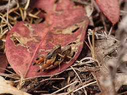 Image of Phaulacridium vittatum (Sjöstedt 1920)