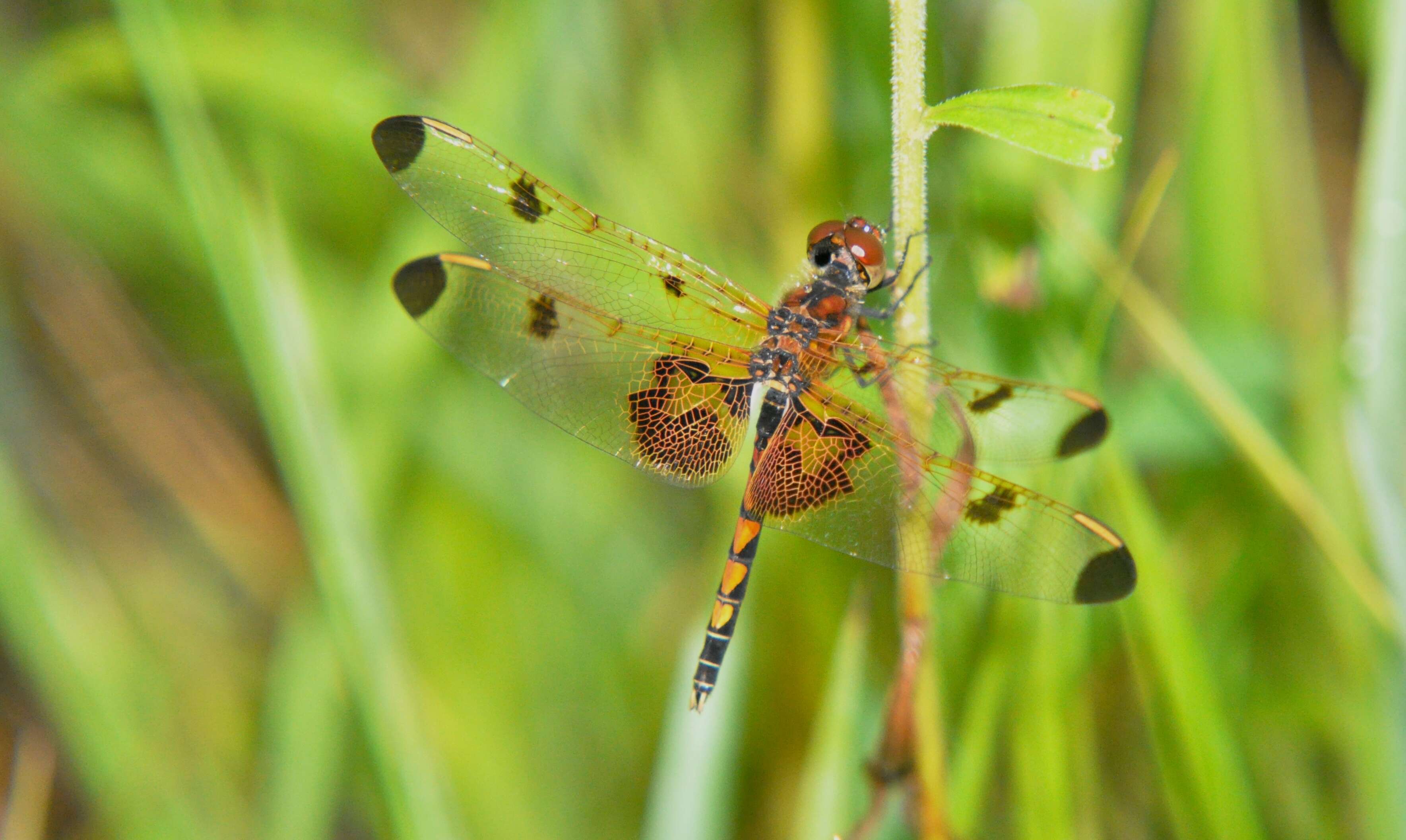 Слика од Celithemis elisa (Hagen 1861)