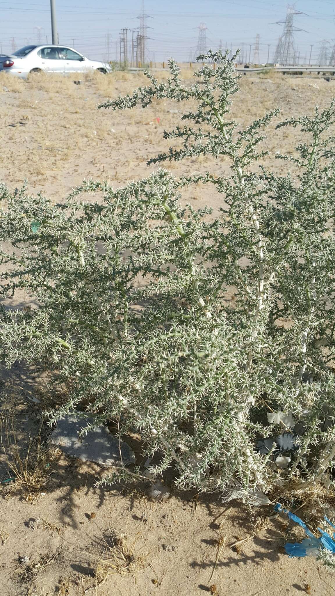 Plancia ëd Cornulaca aucheri Moq.