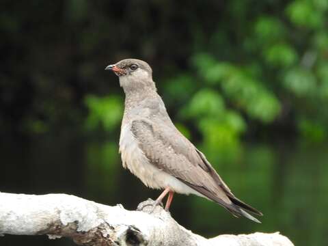 Image of Rock Pratincole