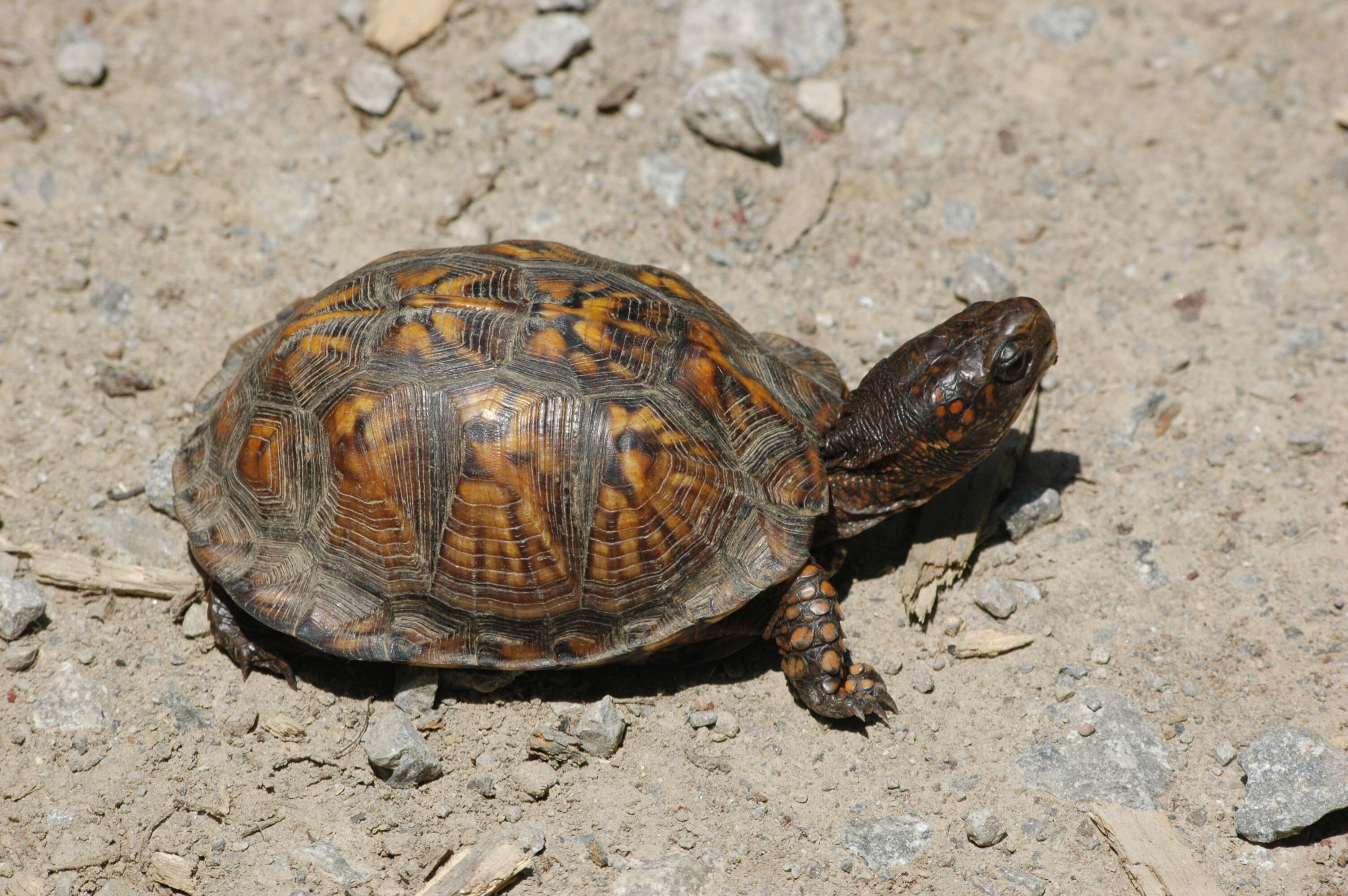 Image of Eastern box turtle