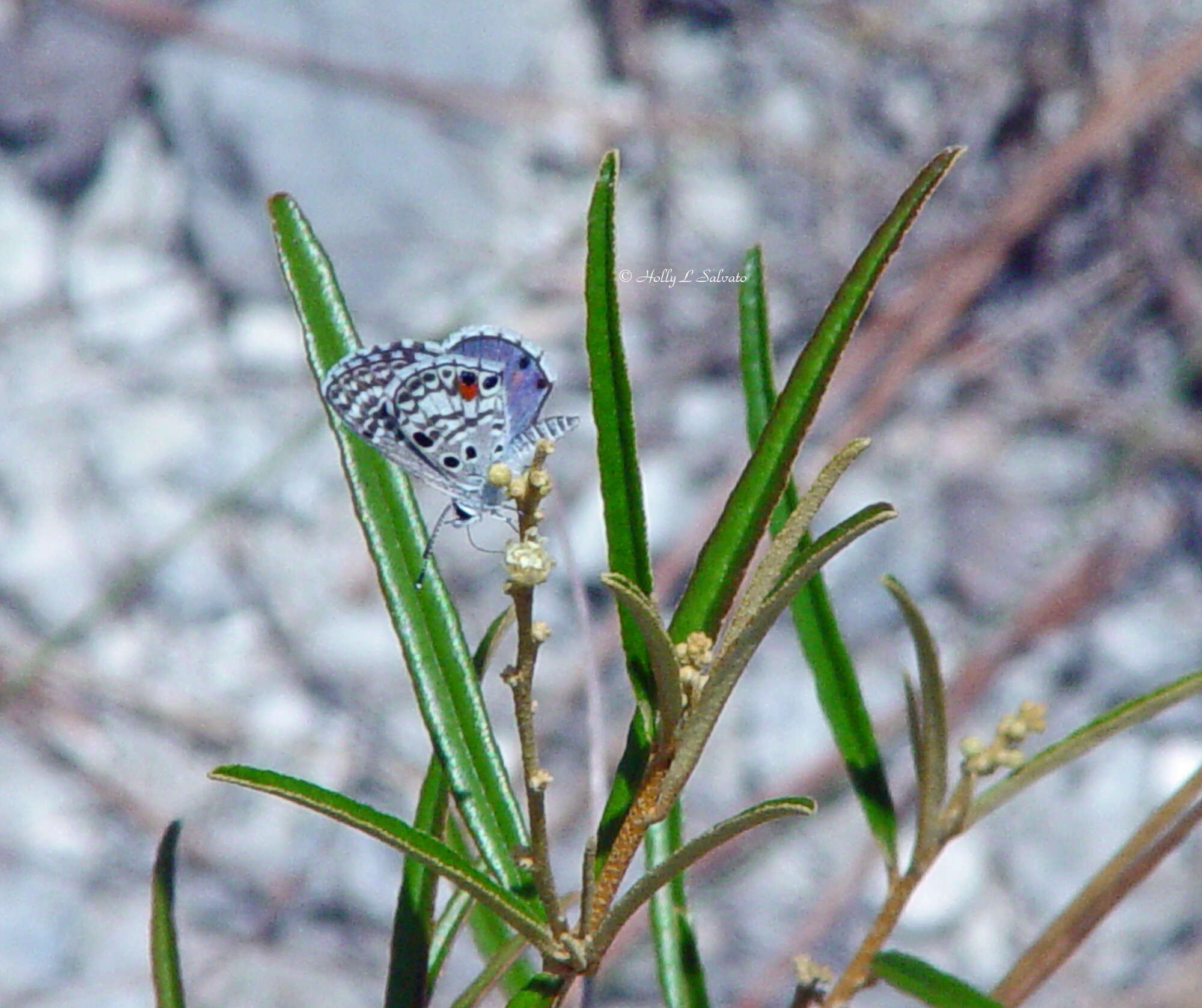 Image of Nickerbean Blue