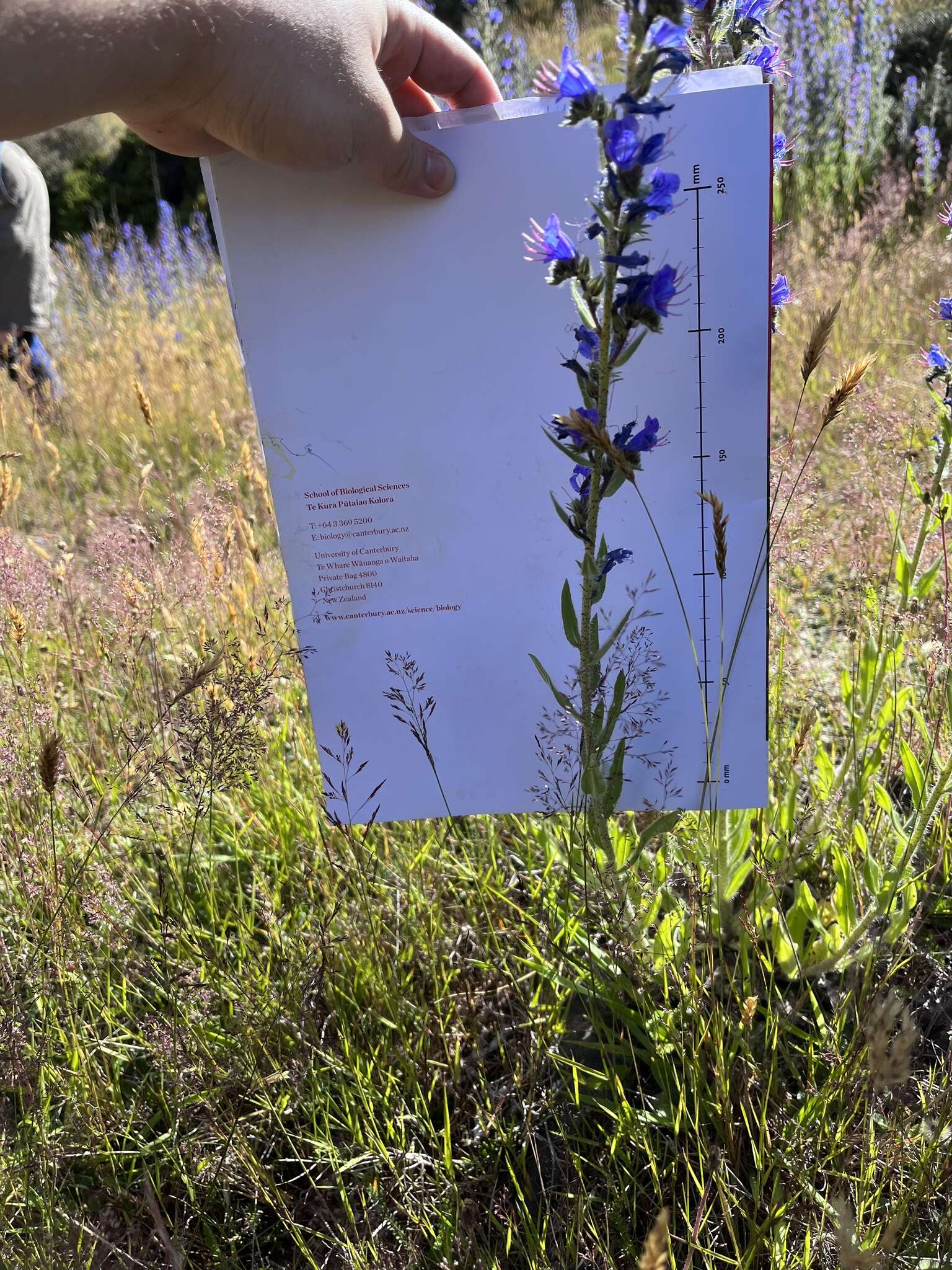 Image of Echium vulgare subsp. vulgare