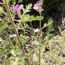 صورة Sphaeralcea fendleri var. venusta (Kearney) Kearney