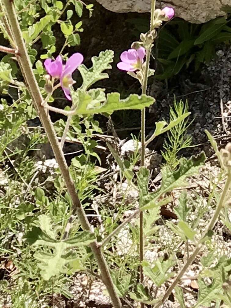 Image of thicket globemallow