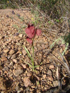 Imagem de Serapias neglecta De Not.