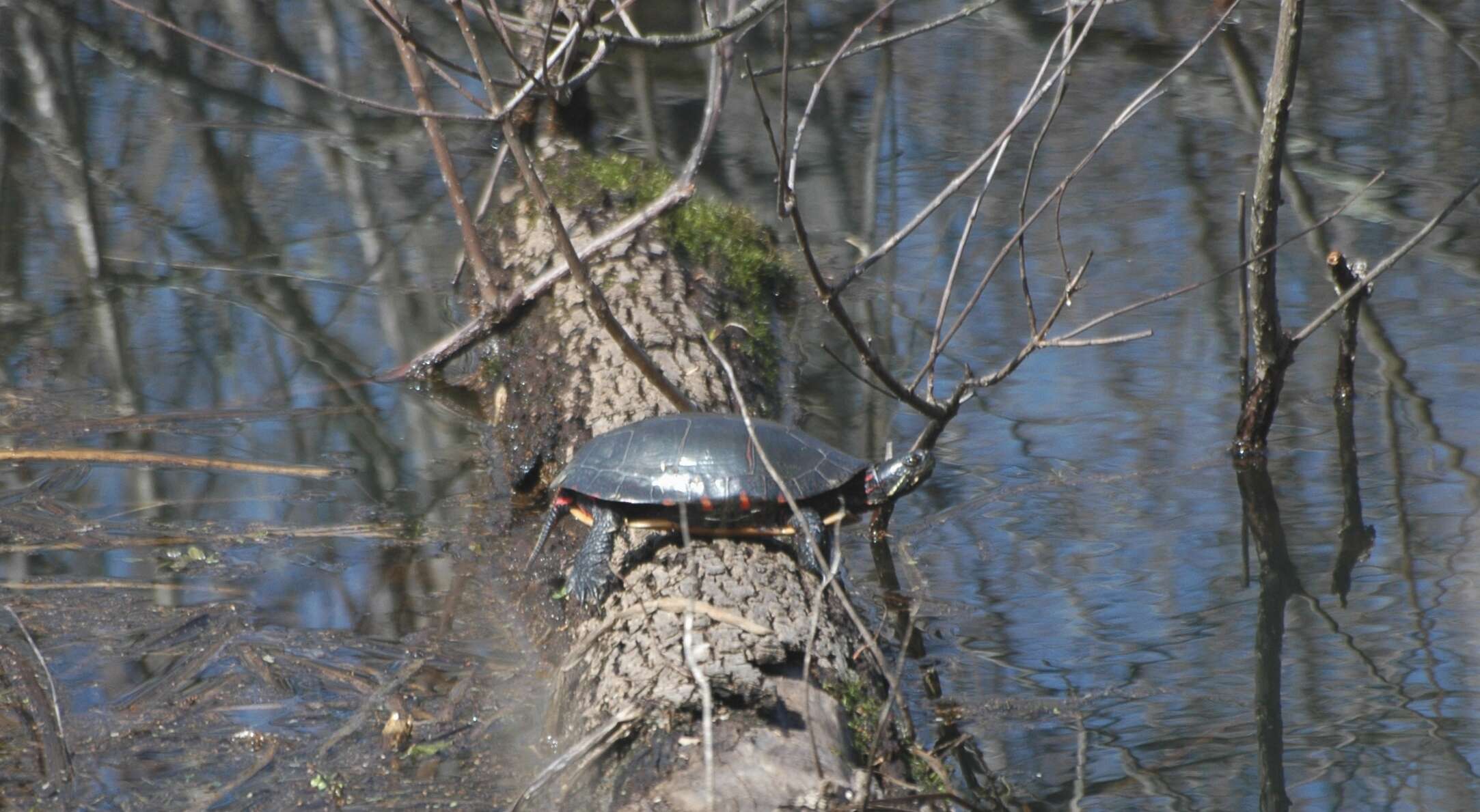 Image of Eastern Painted Turtle