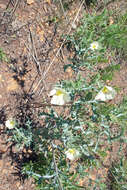 Image of Argemone ochroleuca subsp. ochroleuca