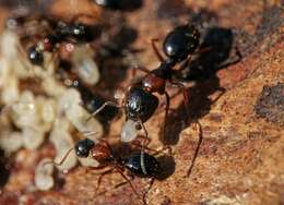 Plancia ëd Camponotus dalmaticus (Nylander 1849)