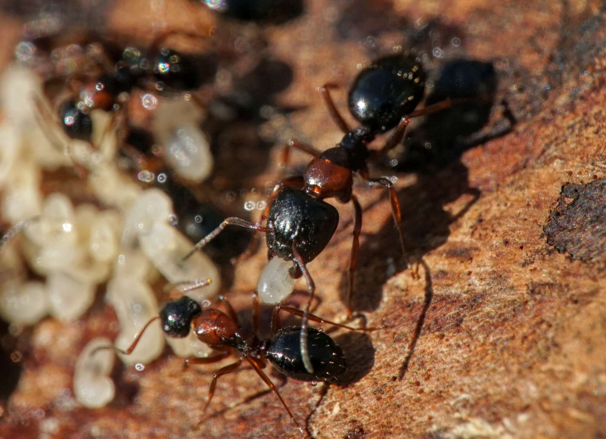 Plancia ëd Camponotus dalmaticus (Nylander 1849)