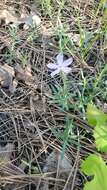 Image of alyssumleaf phlox