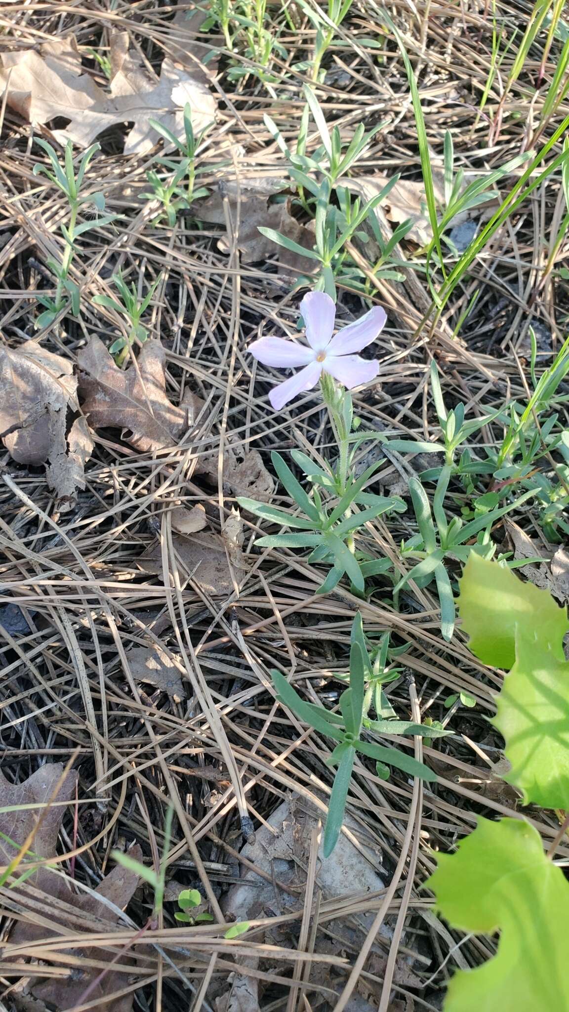 Image of alyssumleaf phlox