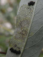 Image of Plagiodera (Plagiomorpha) arizonae Crotch 1873