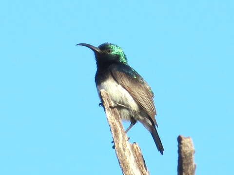 Image of White-bellied Sunbird