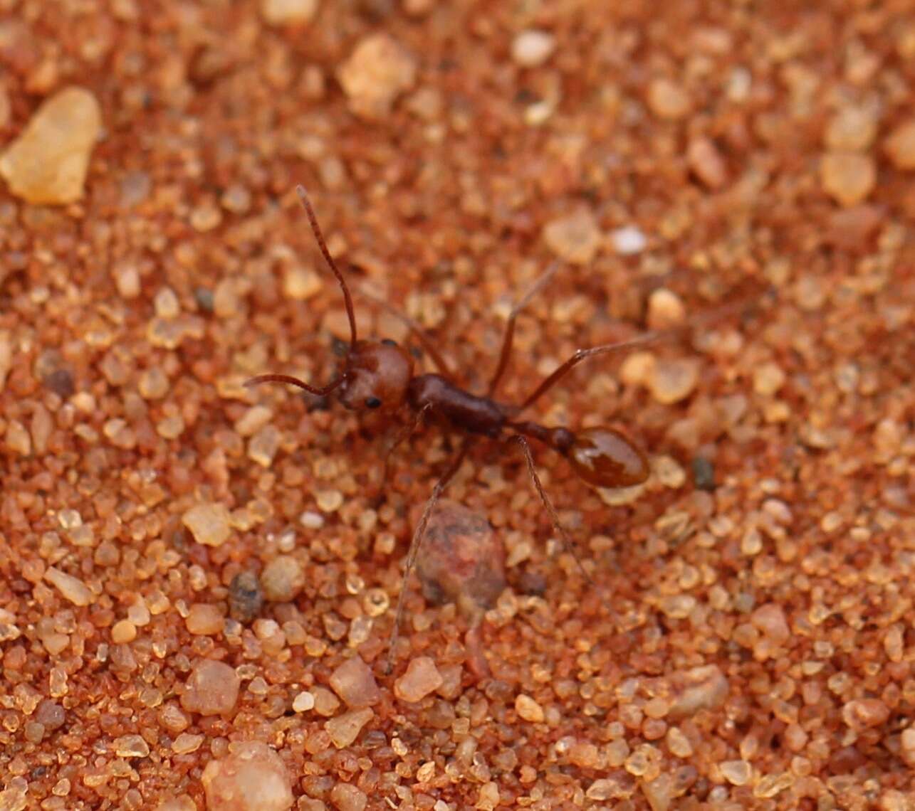 Image of Ocymyrmex dekerus Bolton & Marsh 1989