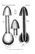 Image of Phallus ravenelii Berk. & M. A. Curtis 1882