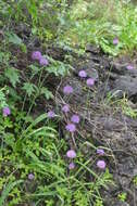 Image of Allium dodecadontum Vved.