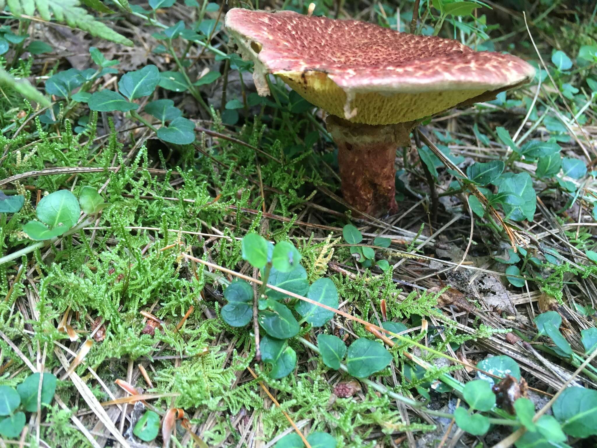 Image of Clinton’s boletus