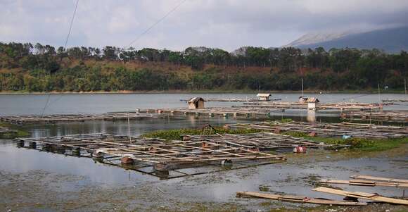 Image of Nile tilapia