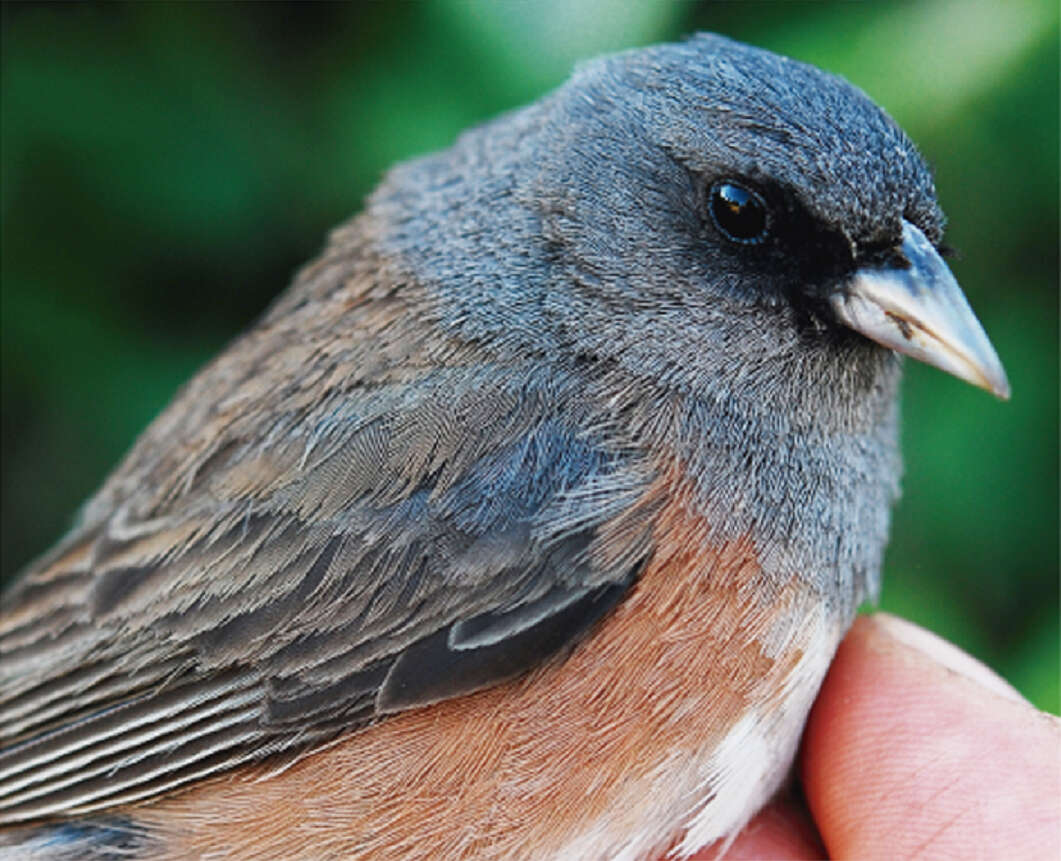 Image of Junco hyemalis insularis