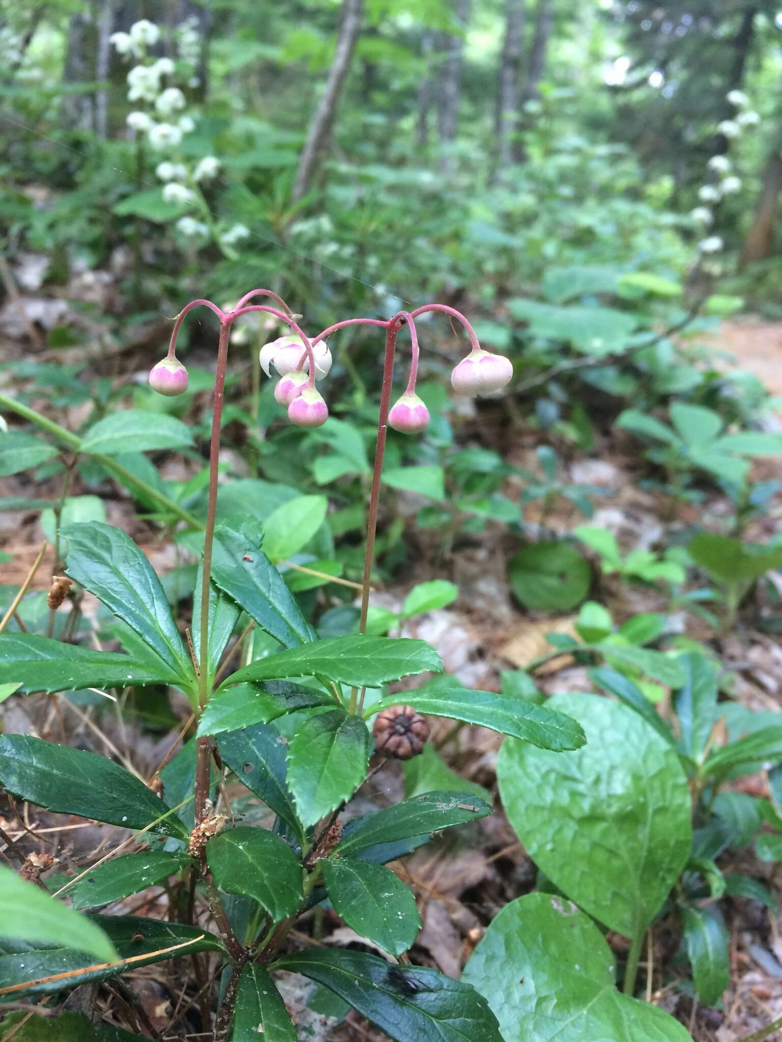 Image of pipsissewa