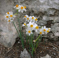 Image of cream narcissus