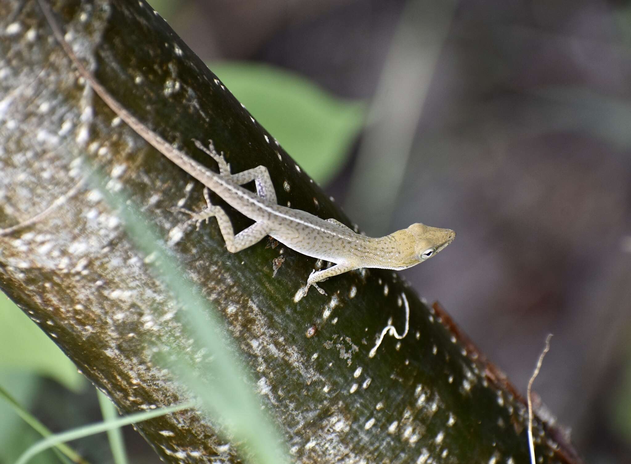 Anolis porcatus porcatus Gray 1840的圖片