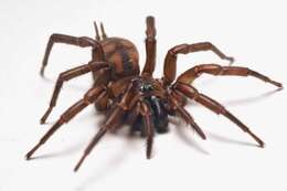 Image of Australian funnelweb spiders