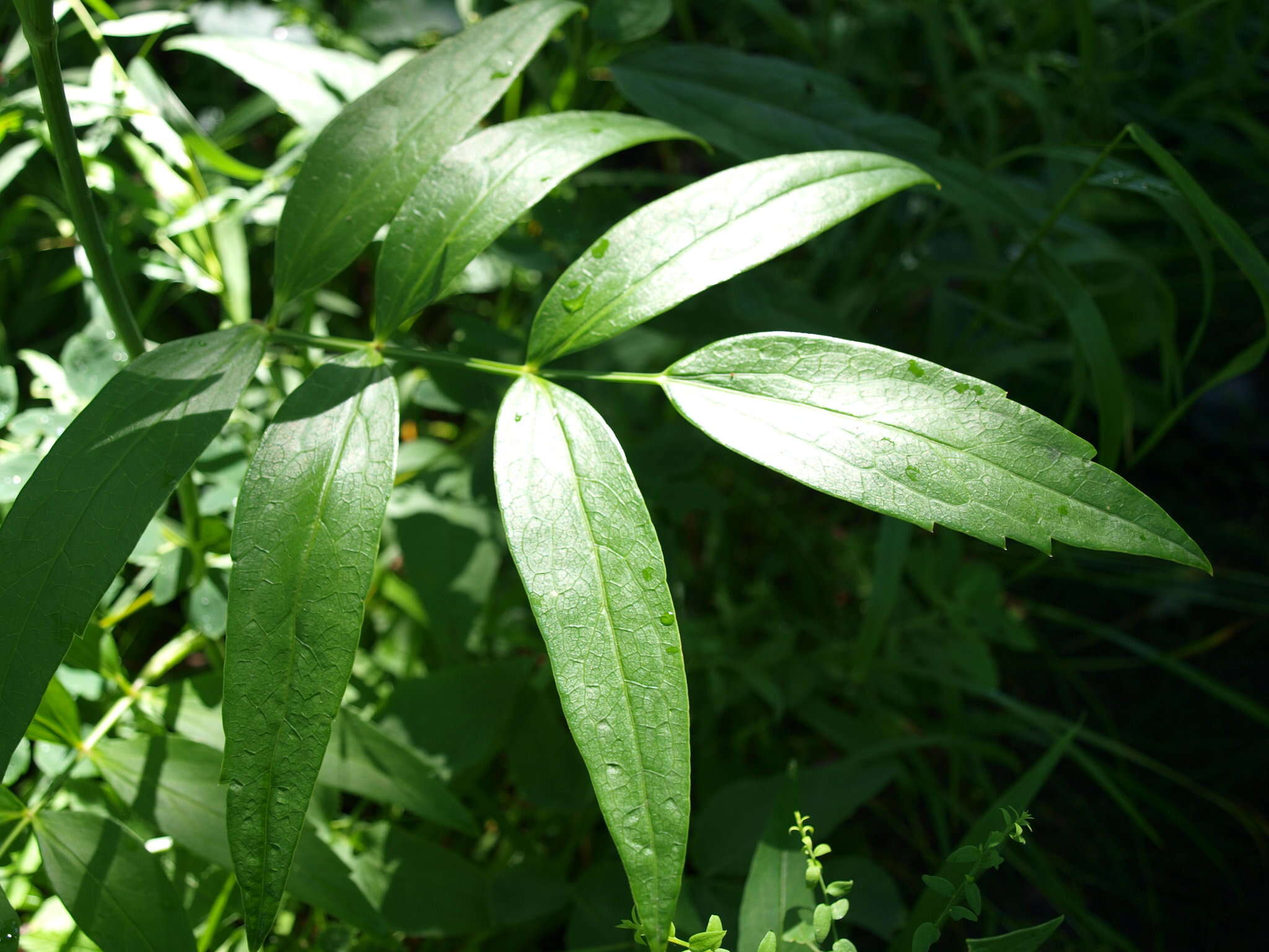 Image of stiff cowbane