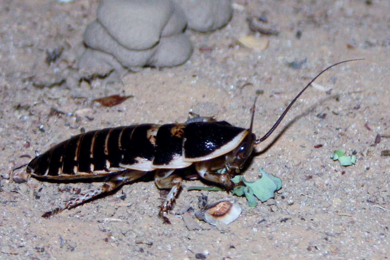 Image of Gromphadorhina