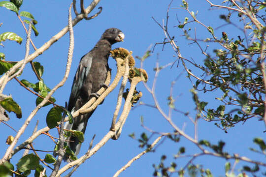 Image of Black Parrot