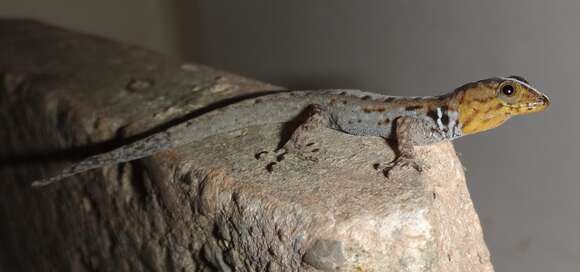 Image of Wiegmann's Striped Gecko