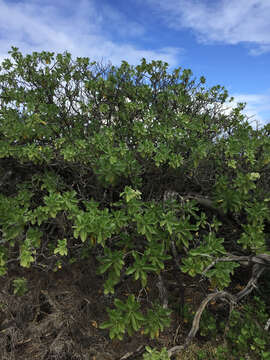 Image of Heliotropium arboreum (Blanco) Mabb.