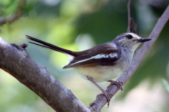 Image of Madagascan Magpie-Robin