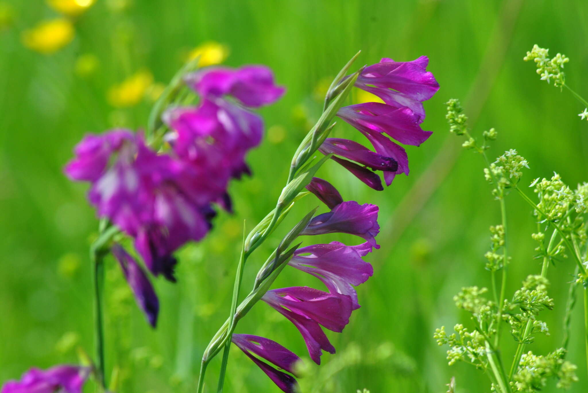 Слика од Gladiolus imbricatus L.