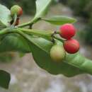 Canephora madagascariensis J. F. Gmel. resmi