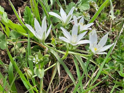 Imagem de Ornithogalum navaschinii Agapova