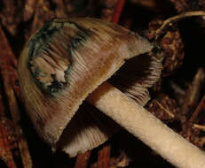 Image of Psilocybe aucklandiae Guzmán, C. C. King & Bandala 1991